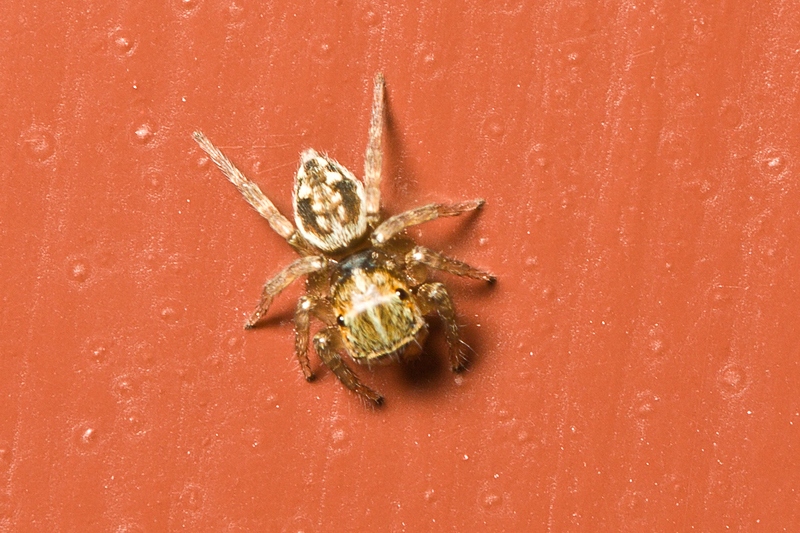 Salticidae da Malta Euophrys sp.?